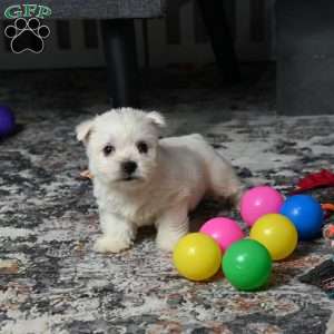 Lizzie, West Highland Terrier Puppy